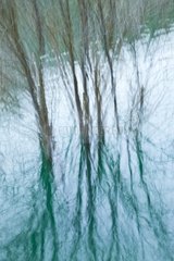 Trees reflection Natural Park Lakes Ruidera Spain