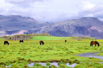 Icelandic ponies grazing on Snæfellsnes Peninsula Iceland