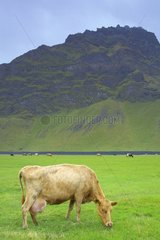 Icelandic cow grazing in the meadow Iceland
