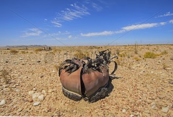 Welwitschia in Namib Desert Namibia
