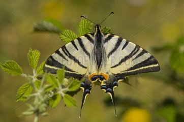 Scarce Swallowtail feeding on flower Greece