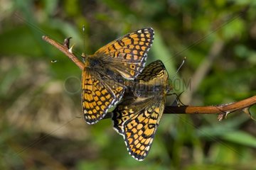 Glanville Fritillary mating on a twig Denmark