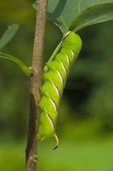 Privet Hawk-moth caterpillar on twig Denmark