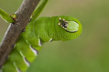 Privet Hawk-moth caterpillar on twig Denmark