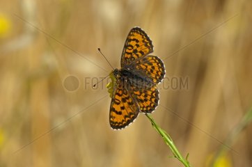Lesser Spotted Fritillary on grass Greece