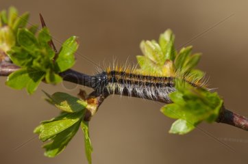 Black-veined White caterpillar on a twig at spring Denmark