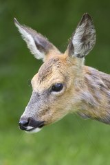 Close-up of the head of a female Roe deer in summer GB