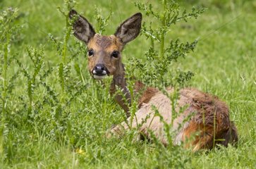 Female Roe Deer laying in the grass in summer GB