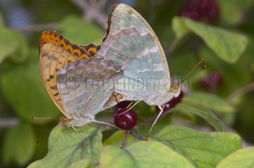 Silver-washed Fritillary mating on leaves Denmark