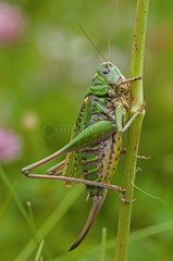 Wart-biter cricket female on a stem Denmark