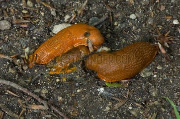 Spanish Slug eating a dead fellow slug Denmark