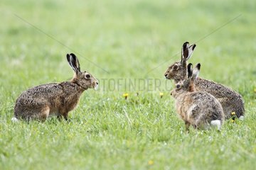 Brown Hares smelling each other in a meadow at spring GB