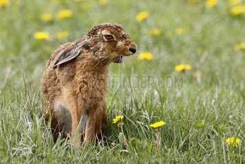 Brown Hare yawning in a meadow at spring GB