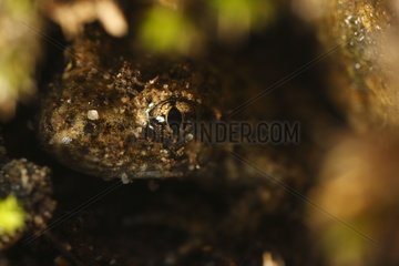 Portrait of midwife toad Massif Albères Pyrenees France