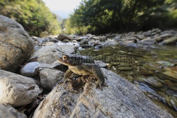 Common toad on a rock La Massane Albères massif France