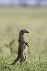 Banded Mongoose standing in the savannah Masai Mara Kenya