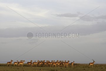 Impala male and harem in the savannah Masai Mara Kenya