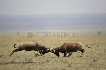 Topis fight in the savannah Masai Mara Kenya