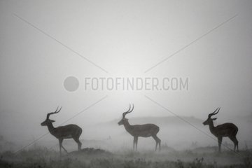 Male impala in a violent storm in the savanna Kenya