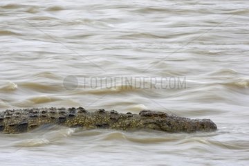 Nile Crocodile in the Mara River Masai Mara Kenya