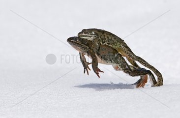 Marsh Frog mating clench and leaping on snow to reach pound