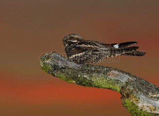 Nightjar male churring on song post North Norfolk UK
