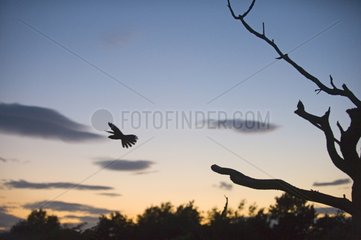 Nightjar at dusk on heath North Norfolk UK