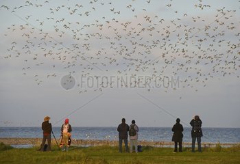 Birdwatchers watching waders over the Wash Norfolk UK