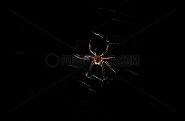 Orb Weaving Spider Amazon Rainforest Iquitos Peru