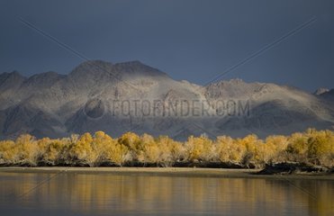 Autumn colours along banks of River Khovd Altai Mongolia