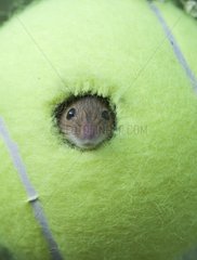 Harvest Mouse using tennis ball as nest NR Norfolk UK