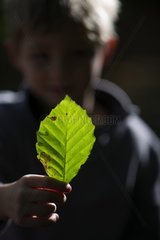 Boy holding a leaf in the forest Norfolk UK