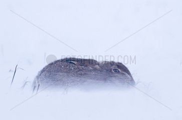 Brown Hare sitting out blizzard in stubble field Norfolk UK