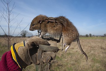 Brown Rat caught in Gin Trap Suffolk UK