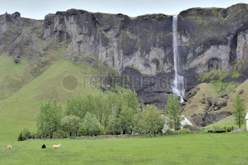 Cascade and grazing Iceland