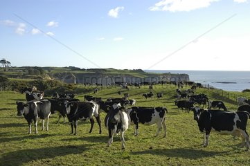 Herd of Cows on the Coromandel Peninsula NZ