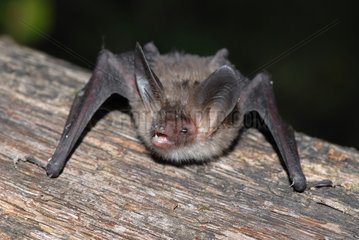 Bechstein's bat in summer in the Vosges du Nord NRP France