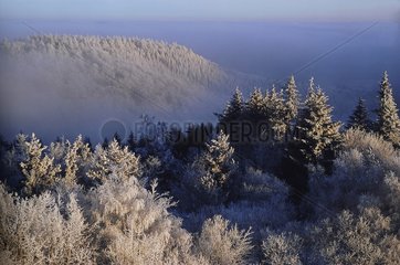 Wintersberg in winter in the Vosges du Nord NRP France