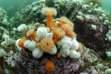 Plumose Anemones on reef - Pacific Ocean Alaska USA
