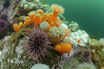 Plumose Anemones and Urchins - Pacific Ocean Alaska