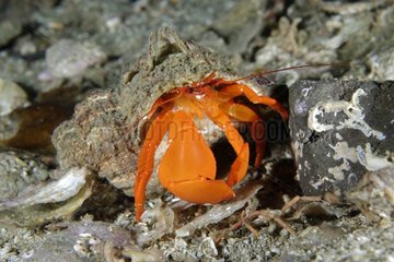 Pacific red hermit crab on reef - Alaska Pacific Ocean