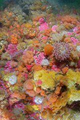 Sea anemone and sponges on the reef - Alaska Pacific Ocean