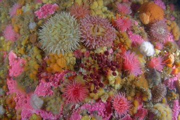 Sea anemones and Sponges on the reef - Alaska Pacific Ocean