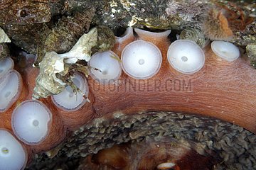 Hermit crab on Pacific Giant Octopus - Alaska
