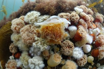 Lion's mane jellyfish and Plumose Anemones - Alaska