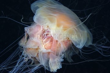Lion's mane jellyfish - Alaska Pacifi Ocean