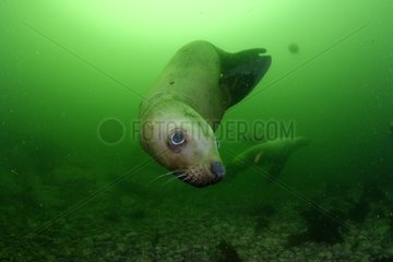 Steller sea lion underwater - Kasaan bay Alaska