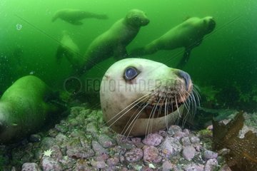 Steller sea lions underwater - Kasaan bay Alaska