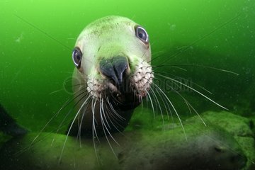 Portrait of Steller sea lion underwater - Kasaan bay Alaska