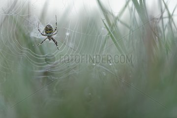 Wasp Spider on his web covered with dew - France